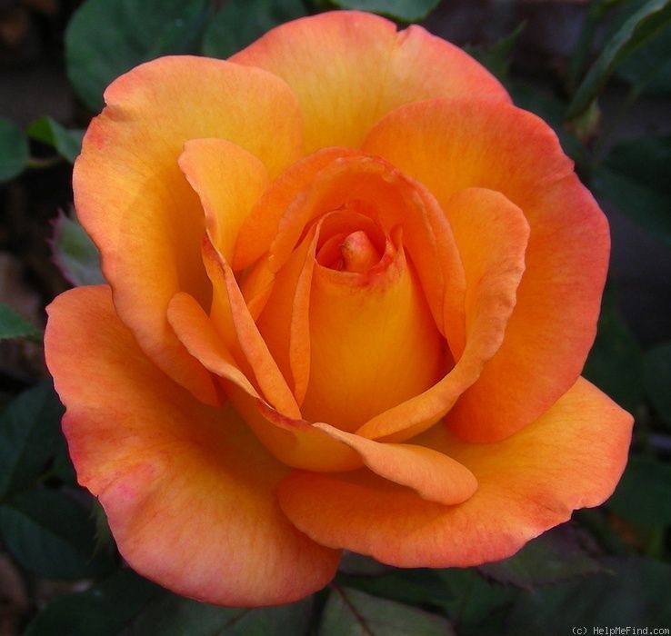 FM Rose image 