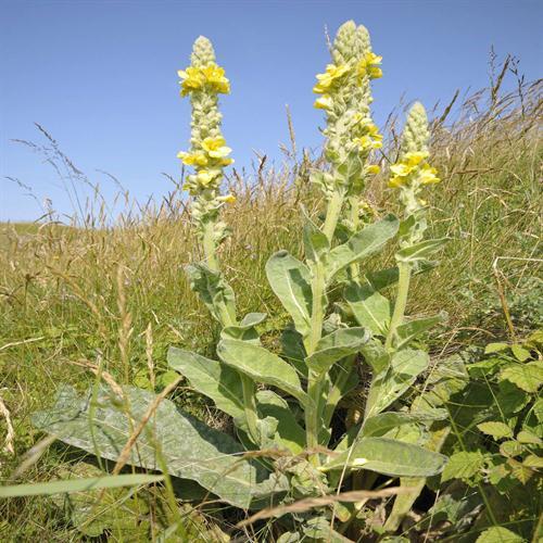 GREAT MULLEIN FLOWER EG