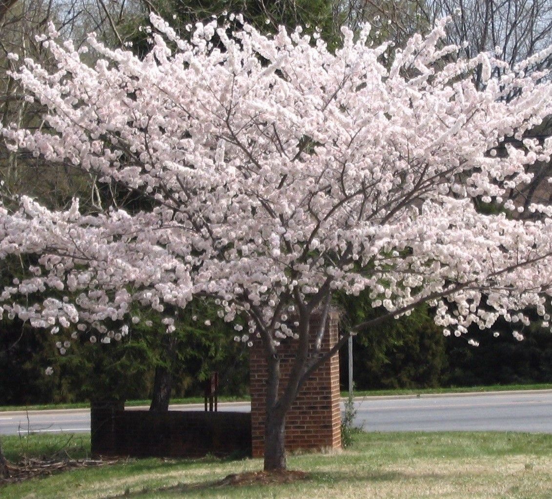 Japanese cherry tree Prunus x Yedoensis